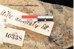 Foto (Detailansicht) von Hymenophyllites australis Ettingshausen (NHMW-GEO-2024-0188-10338)